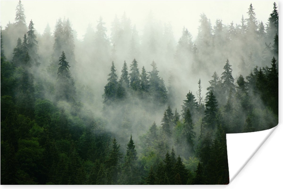 Poster Bos - Mist - Bomen - Natuur - 90x60 cm