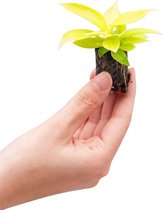 PLNTS - Baby Philodendron Moonlight - Kamerplant - Stekplantje 2 cm - Hoogte 20 cm