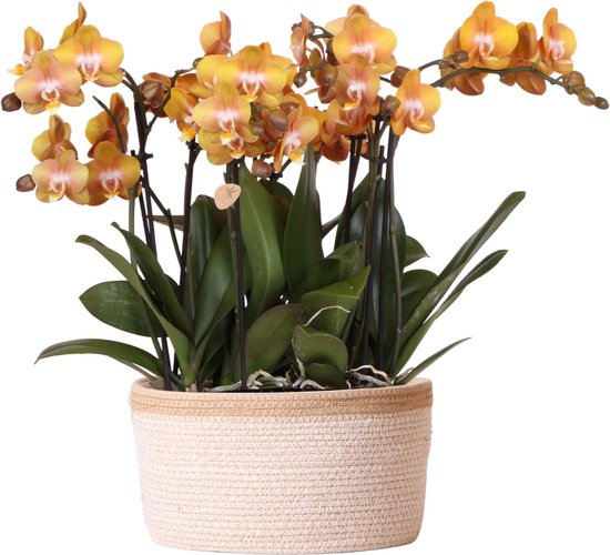 Kolibri Orchids | oranje orchideeënset in Cotton Basket incl. waterreservoir | drie oranje orchideeën Las Vegas 12cm | Mono Bouquet oranje met zelfvoorzienend waterreservoir.