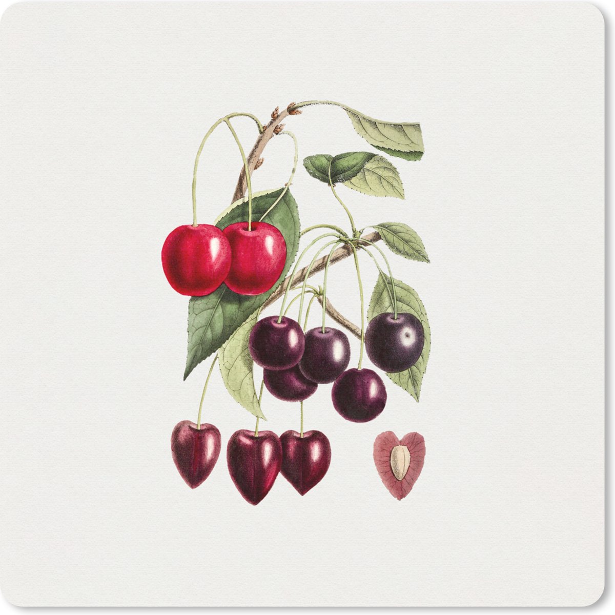 Muismat 20x20 cm - Mousepad Kersen - Fruit - Vintage - Muismatten