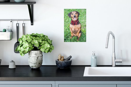 Un beau teckel sur 2 pattes regardant dans l'appareil photo Poster 20x30 cm - petit - Tirage photo sur Poster (décoration murale salon / chambre) / Poster Animaux domestiques