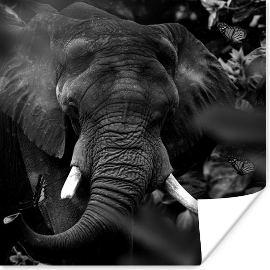 poster-dieren-olifant-vlinders-zwart-wit-75x75-cm-bol