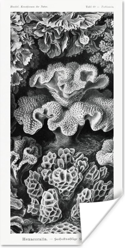 Motten, Tineidae (Kunstvormen der natuur, 1899) van Ernst Haeckel als