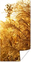 Poster Pampasgras - Zon - Gras - 20x40 cm