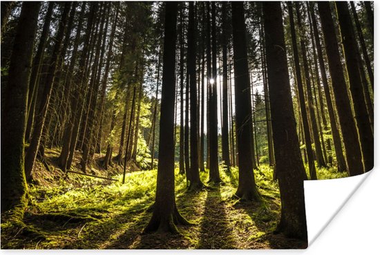 Poster Boom - Natuur - Zon - Bos - 90x60 cm