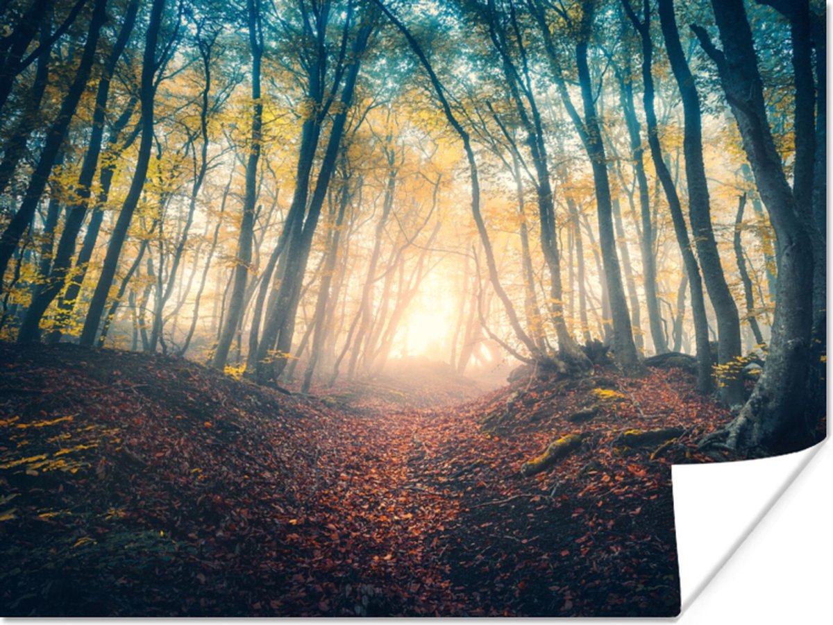 Poster Bos - Mist - Zon - Herfst - 40x30 cm