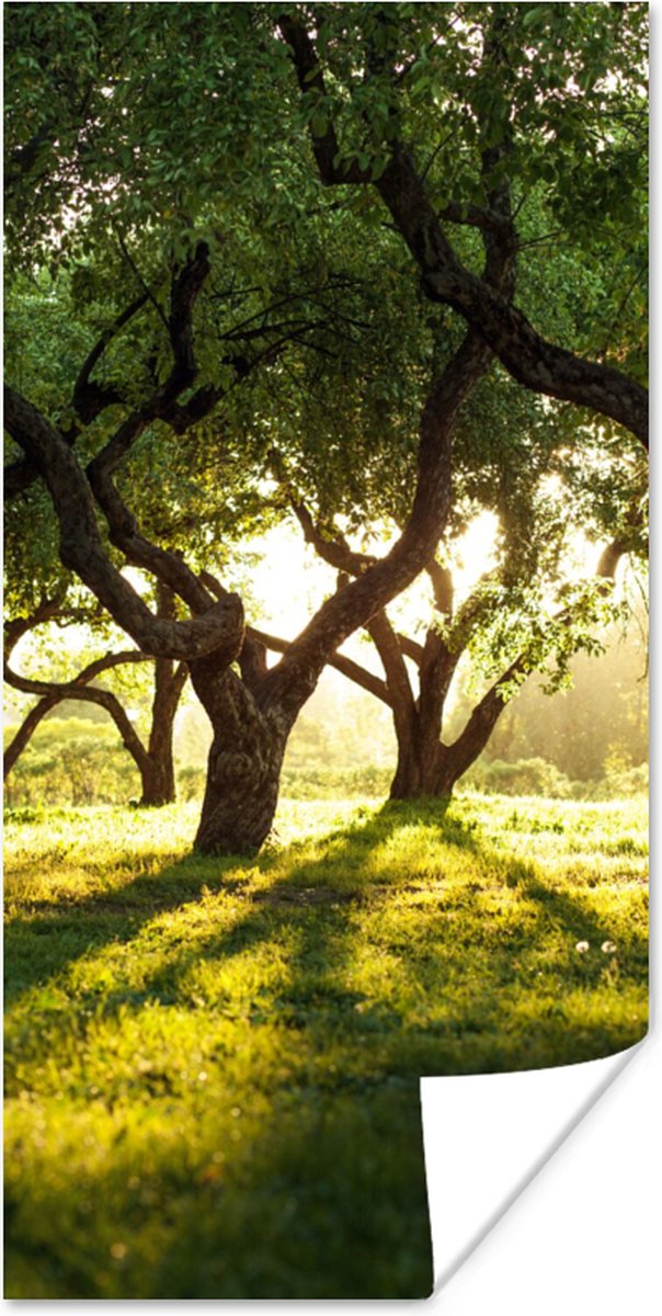Poster Bomen - Natuur - Zon - 80x160 cm