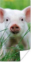Poster Cochon - Animaux - Grand - 75x150 cm