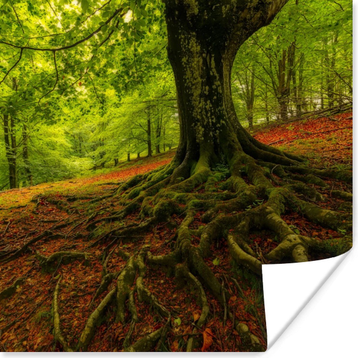 Poster Boom - Bos - Herfstbladeren - 75x75 cm