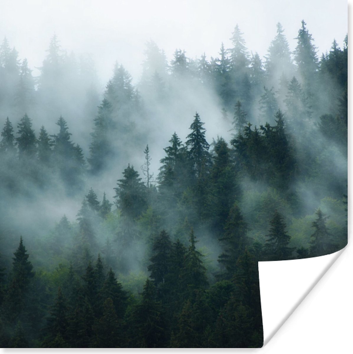 Poster Mist - Bomen - Bos - 50x50 cm
