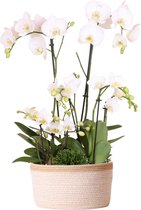 Kolibri Orchids | witte plantenset in Cotton Basket incl. waterreservoir | drie witte orchideeën en drie groene planten Rhipsalis | Field Bouquet wit met zelfvoorzienend waterreservoir