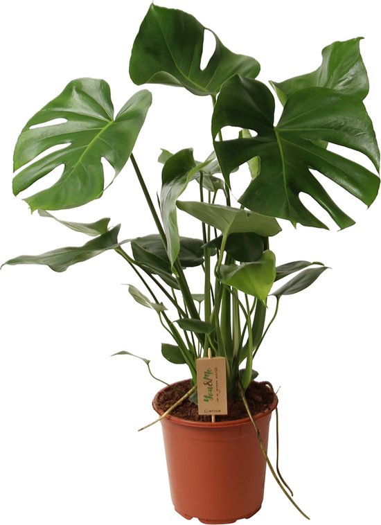 ZynesFlora - Monstera Deliciosa - Kamerplant - Ø 21 cm - Hoogte: 80-85cm - Gatenplant