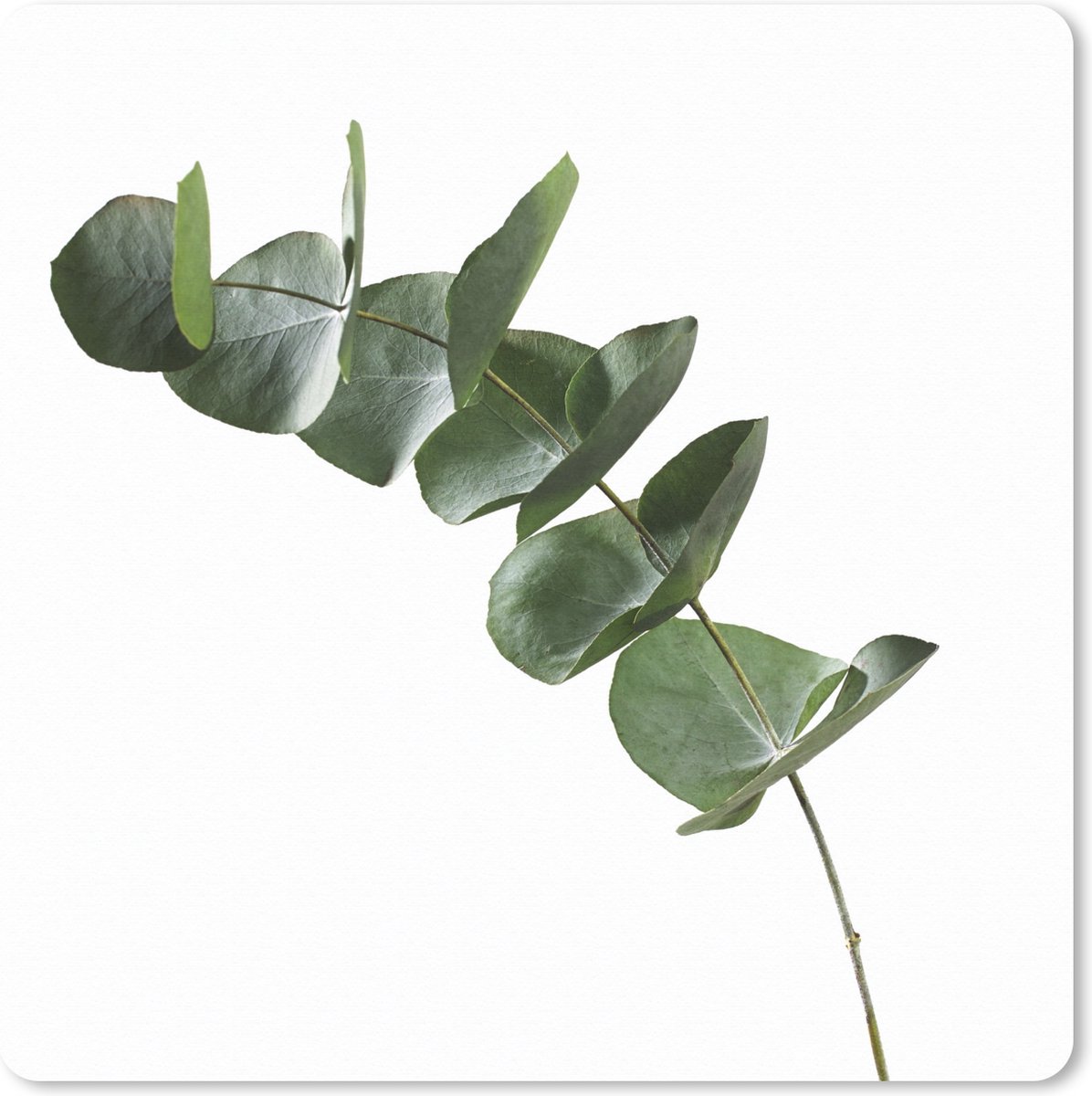 Muismat XXL 40x40 cm - Bureau onderlegger - Bureau mat Groene eucalyptus bladeren op witte achtergrond - Bureaumat - Gaming mousepad xl - Bureaulegger groot - Computer deskmat