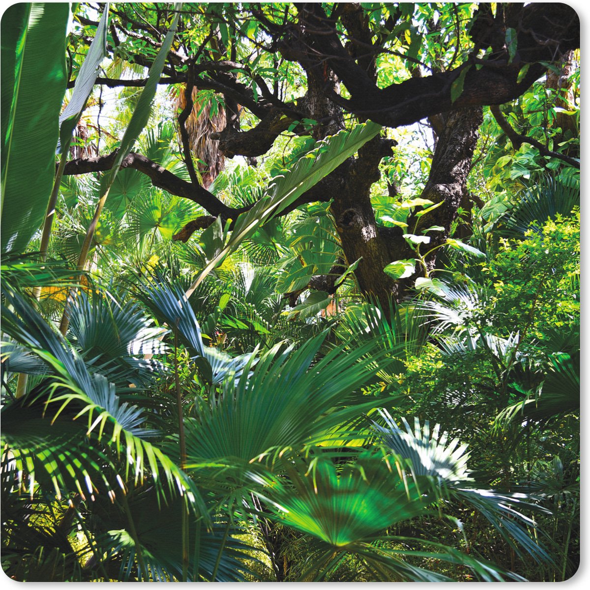 Muismat XXL - Bureau onderlegger - Bureau mat - patronen van bladeren en bomen in een regenwoud - 40x40 cm - XXL muismat