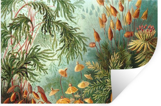 Muurstickers - Sticker Folie - Oude meesters - Kunst - Muscinae - Haeckel - 90x60 cm - Plakfolie - Muurstickers Kinderkamer - Zelfklevend Behang - Zelfklevend behangpapier - Stickerfolie