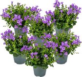 6x Campanula Ambella Intense Purple - Klokjesbloem - Bodembedekker - Winterhard -⌀10,5 cm-15-20 cm