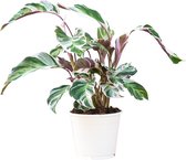 PLNTS - Calathea White Fusion (Gebedsplant) - Kamerplant - Kweekpot 14 cm - Hoogte 45 cm