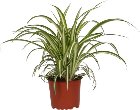 Chlorophytum comosum ‘Variegatum’ – ↨ 25cm – ⌀ 12cm