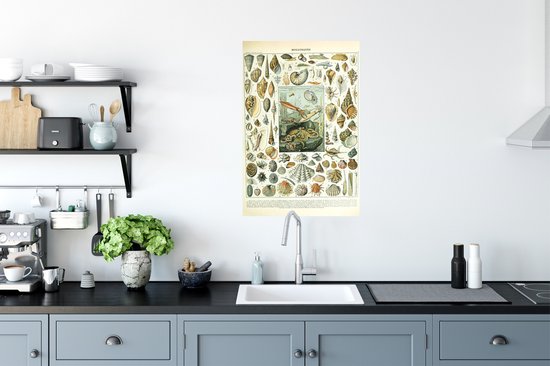 Affiche Animaux aquatiques - Coquillage - Vintage - Mer - Adolphe Millot - 60x90 cm