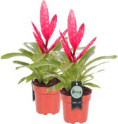 Breasy Bromelia Vriesea Intenso Pink | tropisch bloeiende kamerplant| 2 stuks | Ø12cm |  35-50 cm