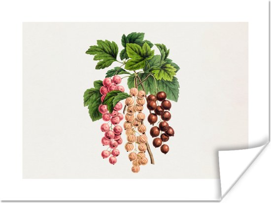 Poster Fruit - Vintage - Bladeren - 40x30 cm