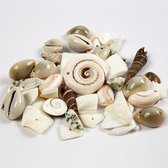 Strand schelpen kralen, afm 9-40 mm, gatgrootte 1-1,5 mm, 120 gr