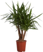 FloriaFor - Yucca - - ↨ 100cm - ⌀ 27cm