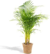 XXL Areca Palm met mand - Goudpalm, Dypsis Lutescens - 140cm hoog, ø24cm - Grote Kamerplant - Tropische palm - Luchtzuiverend - Vers van de kwekerij