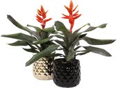 Breasy Bromelia Aechmea pepita elegant flemas in crown keramieken sierpot | tropisch bloeiende kamerplant| 2 stuks | Ø 13cm |  35-50 cm