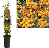 Klimplant Pyracantha Soleil d Or 75 cmVan der Starre