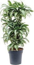 Kamerplant van Botanicly – Drakenboom – Hoogte: 90 cm – Dracaena fragrans