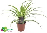 Kamerplanten van Botanicly – 4 × Graslelie – Hoogte: 20 cm – Chlorophytum comosum Vittatum