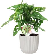 Monstera Obliqua ‘Monkey Leaf’ in ELHO Vibes Fold Rond (zijdewit) ↨ 35cm - hoge kwaliteit planten