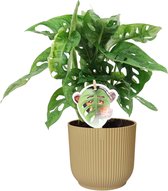 Monstera Obliqua ‘Monkey Leaf’ in ELHO Vibes Fold Rond (botergeel) ↨ 35cm - hoge kwaliteit planten