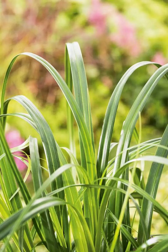 Siergras Carex Ribbon Falls Zegge 17cm