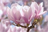 OH2 - Magnolia bloemen set 3x - Lichtgeurende Magnolia Struiken - Weinig Verzorging Nodig - 30-38 cm