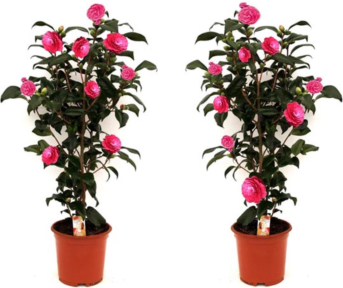 Tuinplant Camellia Japonica Struik 1x – Japanse roos – Glanzende donkergroene bladeren – Buitenplant – Decoratie – Roze – Hoogte van 55 tot 65 cm