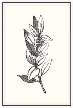 Ilex Opaca zwart-wit 2 (Holly Berries) - Foto op Akoestisch paneel - 100 x 150 cm