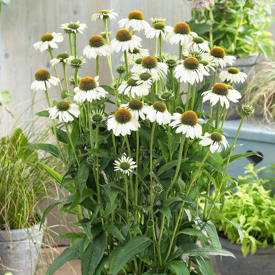 2x Echinacea ''Alaska'' Zonnehoed Witte bloemen Vaste tuinplant