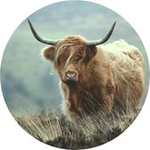 Behangcirkel Schotse Hooglander In De Natuur | ⌀ 30 cm | Zelfklevend | Wanddecoratie | Ronde Muursticker | Muurcirkel Binnen