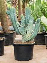 Myrtillocactus Geometrizans L 120 cm tuinplant