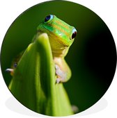 Gecko vert amoureux Cercle mural aluminium