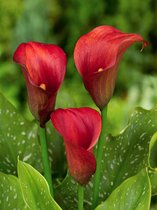 8x Calla 'Zantedeschia callafornia red' - BULBi® bloembollen en planten met bloeigarantie