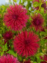 30x Dahlia 'Apache'  - BULBi® bloembollen en planten met bloeigarantie