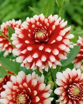 12x Dahlia 'Duet' - BULBi® bloembollen en planten met bloeigarantie