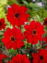 12x Dahlia 'Bishop of llandaff' - BULBi® bloembollen en planten met bloeigarantie