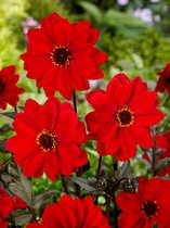 12x Dahlia 'Bishop of llandaff' - BULBi® Bloembollen met bloeigarantie