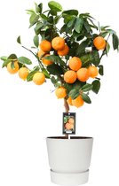 FloriaFor - Citrus Red Lime Op Stam In ELHO Outdoor Sierpot Greenville Rond (wit) - - ↨ 80cm - ⌀ 25cm