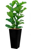 Ficus Lyrata hydrocultuur in Runner vierkant zwart | Vioolbladplant / Tabaksplant