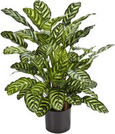 Calathea - kunstplant